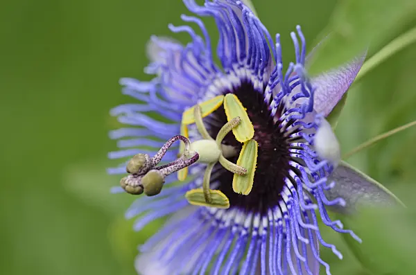 547319 - Passion flower (Passiflora Amethyst)