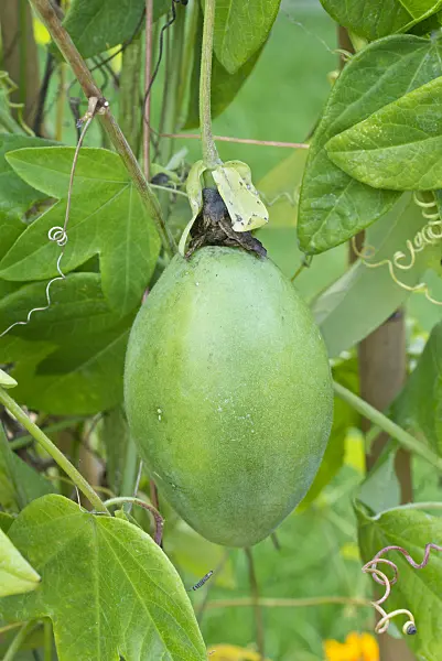 559146 - Passion flower (Passiflora amethystina)