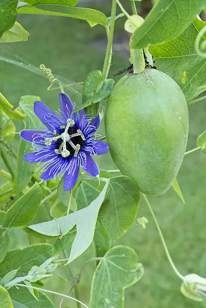 561068 - Passion flower (Passiflora amethystina)