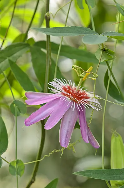 534393 - Passion flower (Passiflora Anastasia)