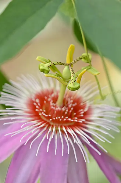 534394 - Passion flower (Passiflora Anastasia)