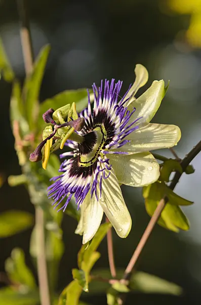 548098 - Passion flower (Passiflora Andy)