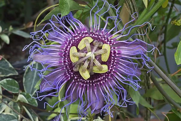 548109 - Passion flower (Passiflora cincinnata)