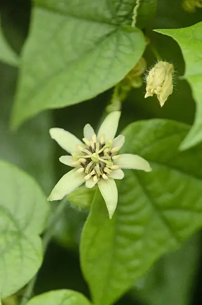 534513 - Passion flower (Passiflora conzattiana)