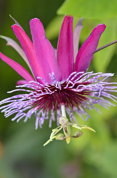 547353 - Passion flower (Passiflora Crimson Tears)