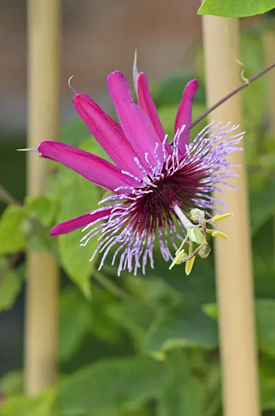 547354 - Passion flower (Passiflora Crimson Tears)