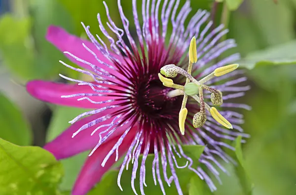 547355 - Passion flower (Passiflora Crimson Tears)