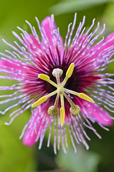 547356 - Passion flower (Passiflora Crimson Tears)