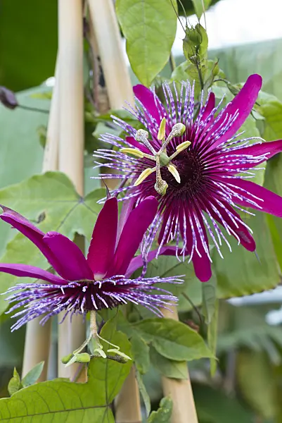 549170 - Passion flower (Passiflora Crimson Tears)