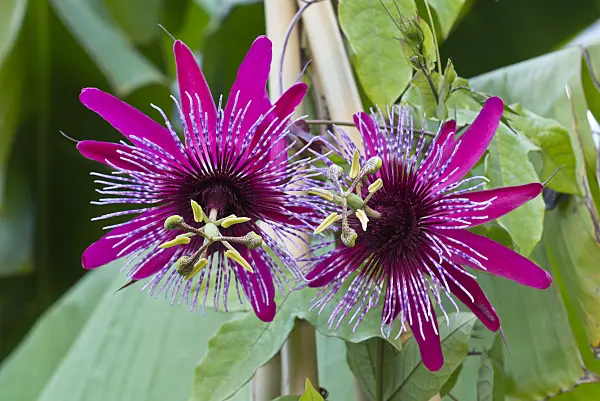 549171 - Passion flower (Passiflora Crimson Tears)