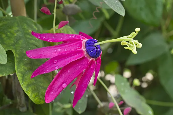 559134 - Passion flower (Passiflora edmundoi)