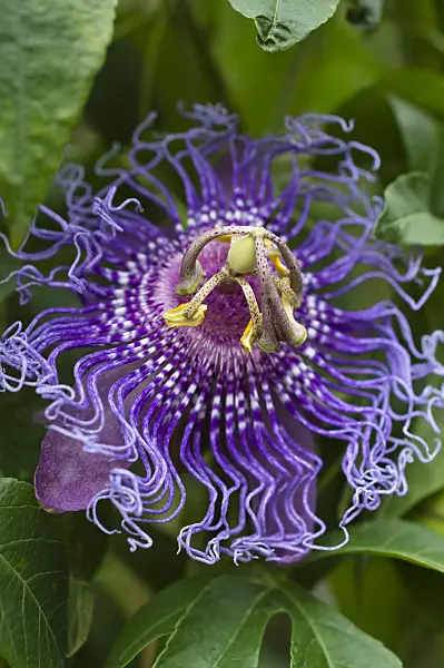 511270 - Passion flower (Passiflora Inspiration)