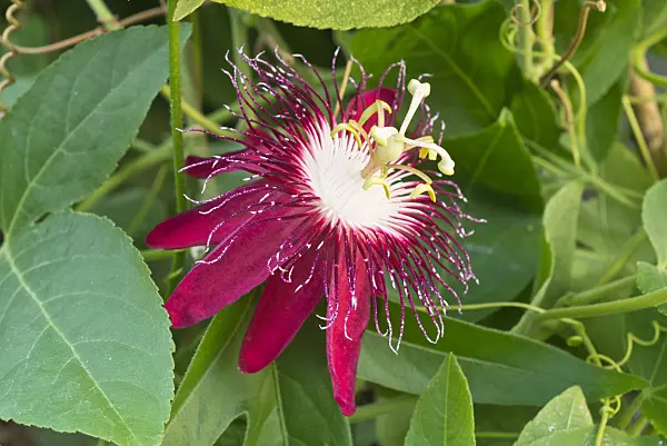 561071 - Passion flower (Passiflora Lady Margret)