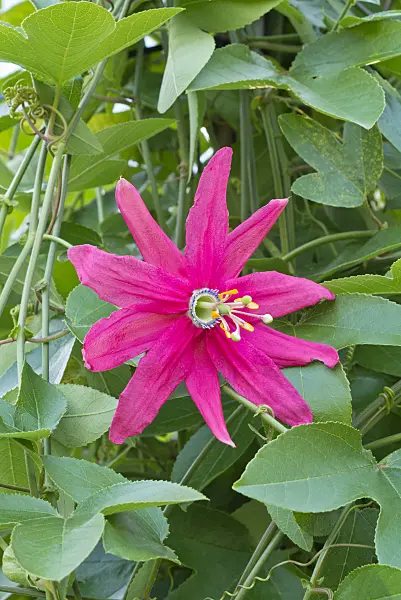 561069 - Passion flower (Passiflora manicata)