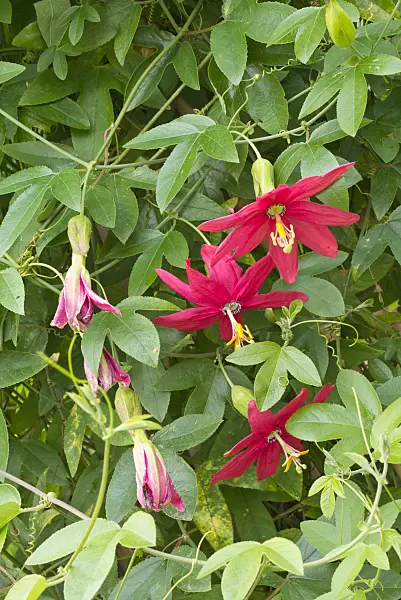 561088 - Passion flower (Passiflora manicata)