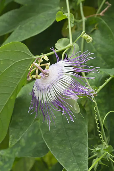 549183 - Passion flower (Passiflora oerstedii x retipetala)
