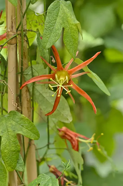 548012 - Passion flower (Passiflora Oriental Sunset)