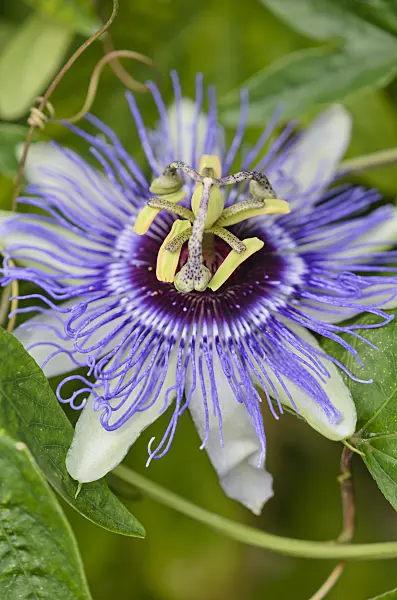 547317 - Passion flower (Passiflora Petra)