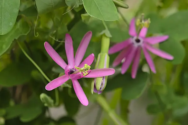 548011 - Passion flower (Passiflora reflexiflora)