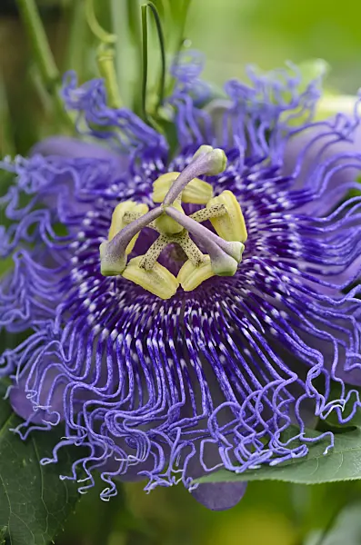 548010 - Passion flower (Passiflora Temptation)