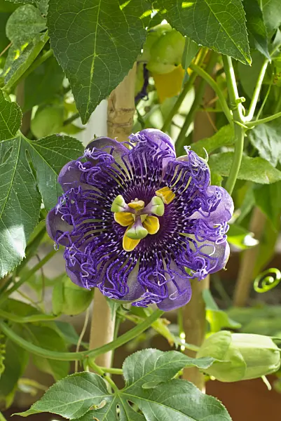 548132 - Passion flower (Passiflora Temptation)