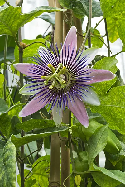 548117 - Passion flower (Passiflora x belotii)
