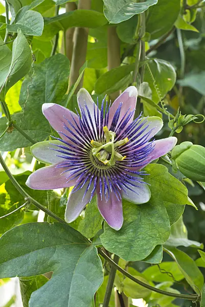 561072 - Passion flower (Passiflora x belotii)