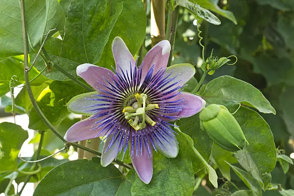 561073 - Passion flower (Passiflora x belotii)