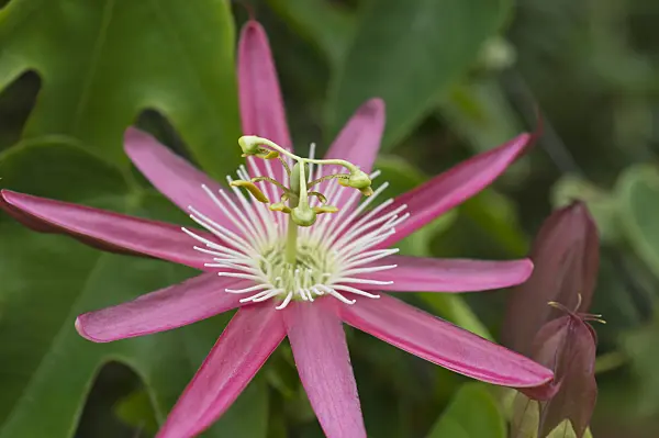 511268 - Passion flower (Passiflora x kewensis)