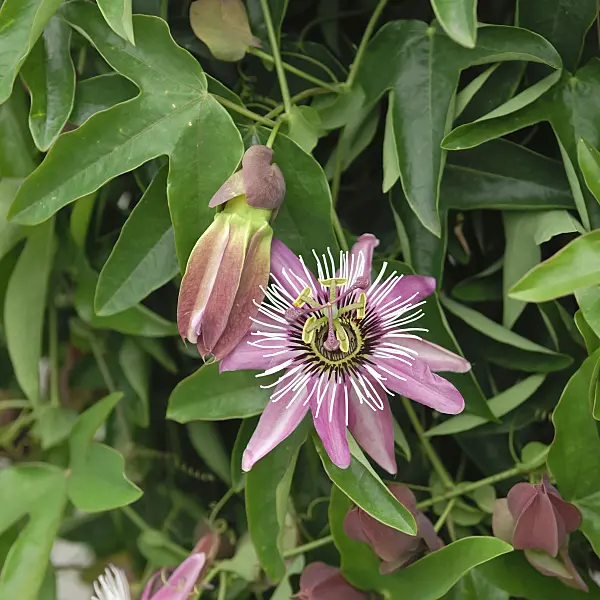 471436 - Passion flower (Passiflora x violacea)