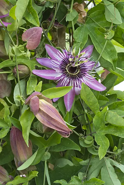 548116 - Passion flower (Passiflora x violacea)