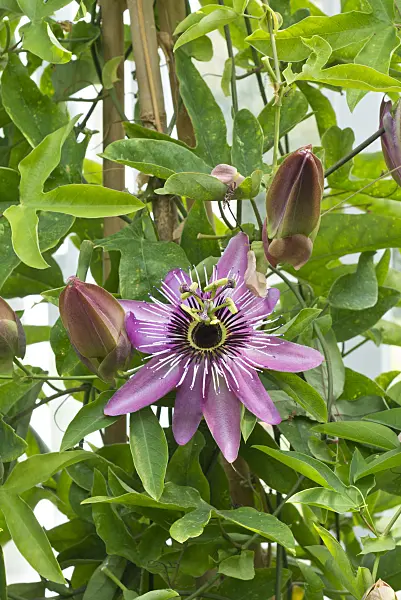 549177 - Passion flower (Passiflora x violacea)