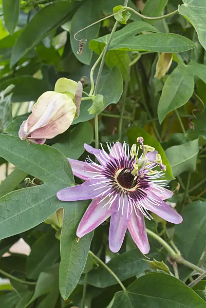 550015 - Passion flower (Passiflora x violacea)