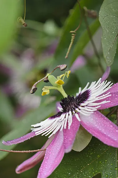 572018 - Passion flower (Passiflora x violacea)