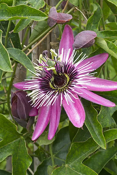610022 - Passion flower (Passiflora x violacea)
