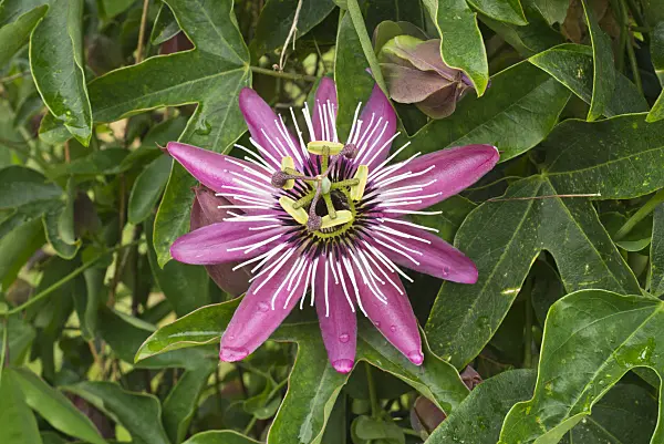 610024 - Passion flower (Passiflora x violacea)