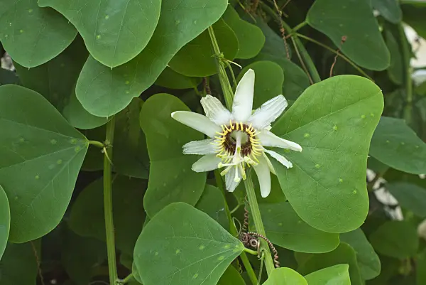 548108 - Passion flower (Passiflora yucatanensis)