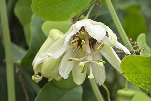 561087 - Passion flower (Passiflora yucatanensis)
