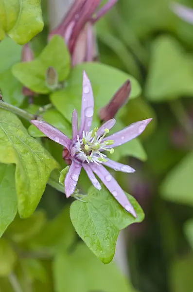 548008 - Passionsblume (Passiflora sanguinolenta)