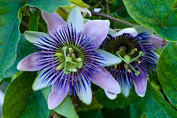 672052 - Passionsblume (Passiflora x belotii)