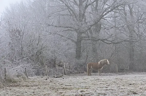 563017 - Pasture with horse in winter