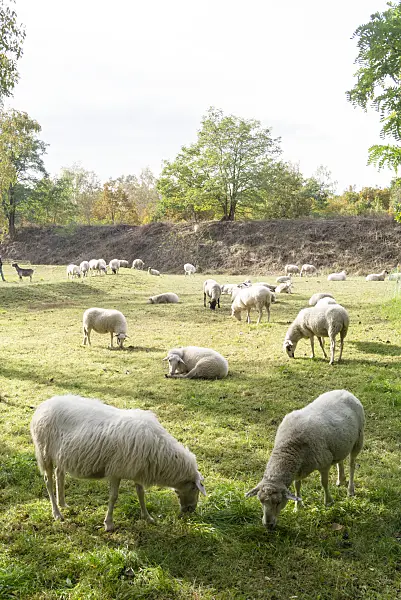 625091 - Pasture with sheeps
