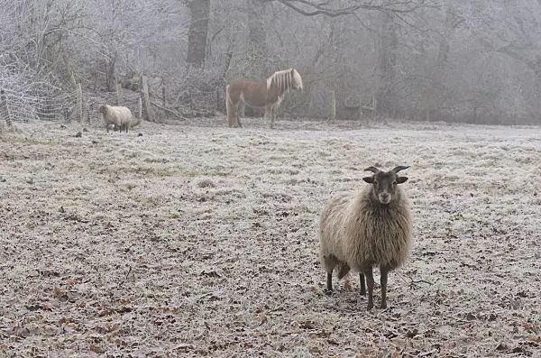 563016 - Pasture with sheeps and horse in winter