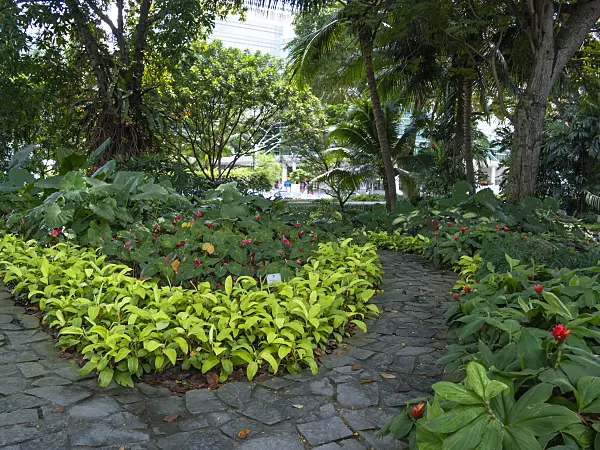 411091 - Path made ofuneven stone slabs between flowering shrubs in a tropical park