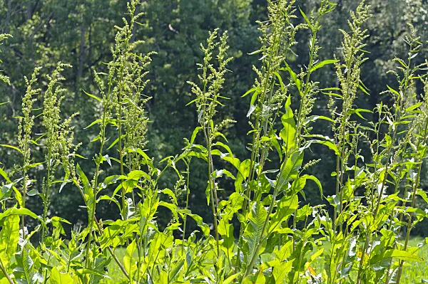 484283 - Patience dock (Rumex patientia)