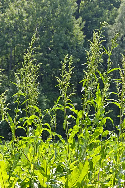 484284 - Patience dock (Rumex patientia)