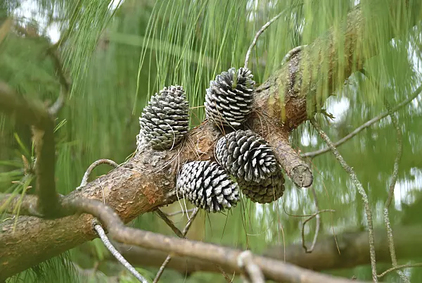 517273 - Patula pine (Pinus patula)