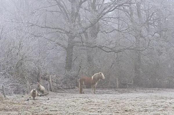 563015 - Pâturage avec des moutons et un cheval en hiver