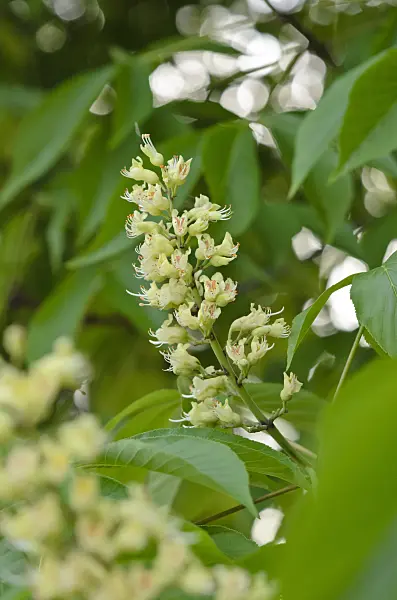 520188 - Pavier de l'Ohio (Aesculus glabra)