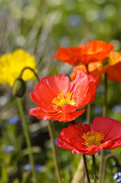 483222 - Pavot d'Islande (Papaver nudicaule)
